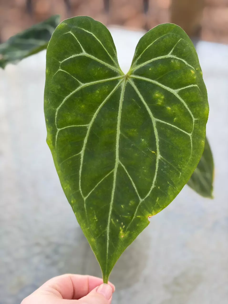 Indo AOS x Mag thumbnail