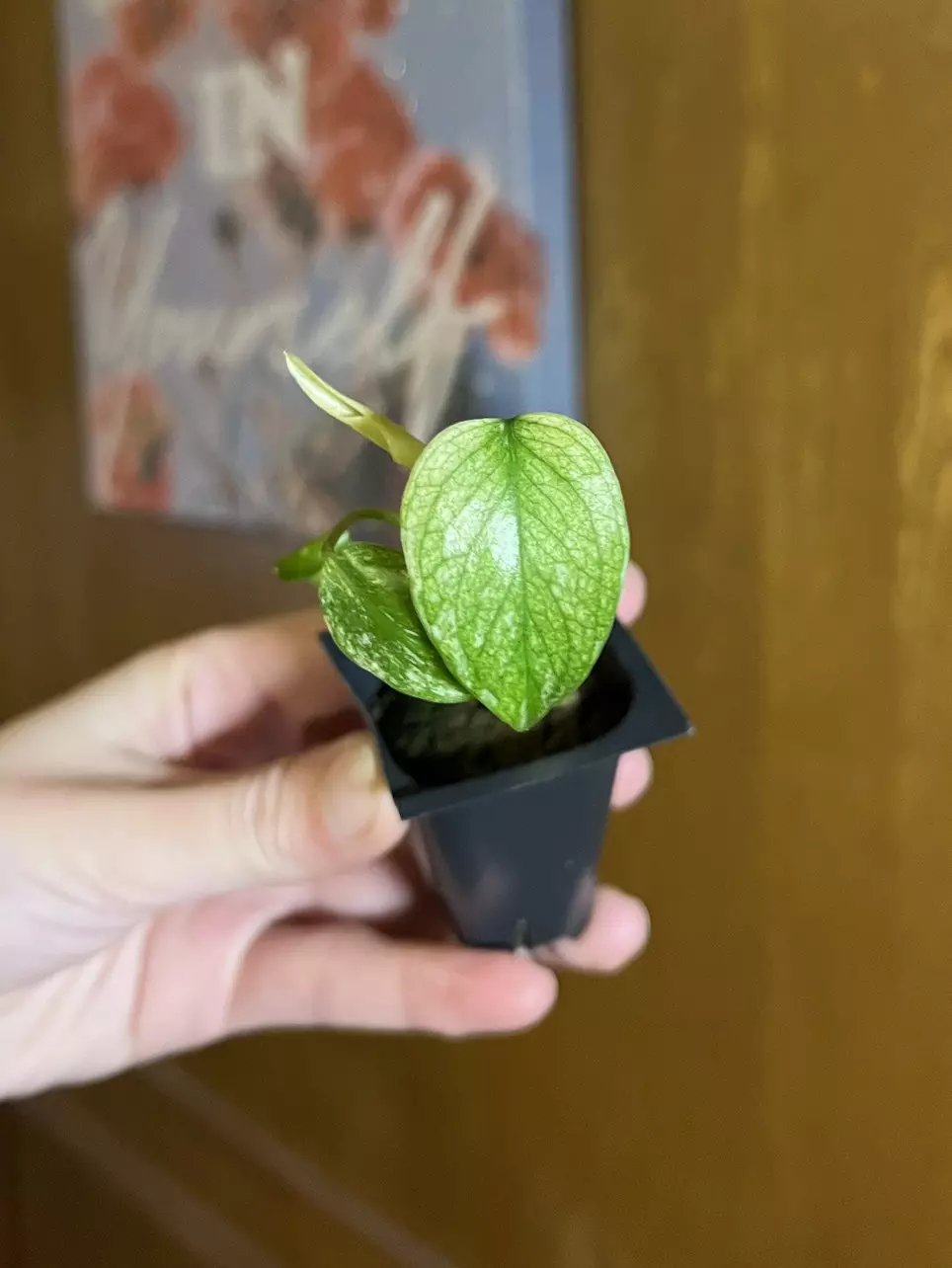 Monstera White Monster thumbnail