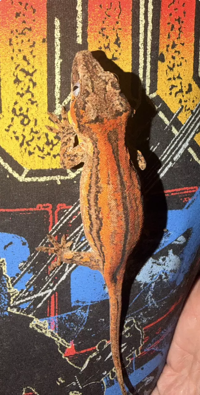 Male Deadpool line gargoyle gecko thumbnail