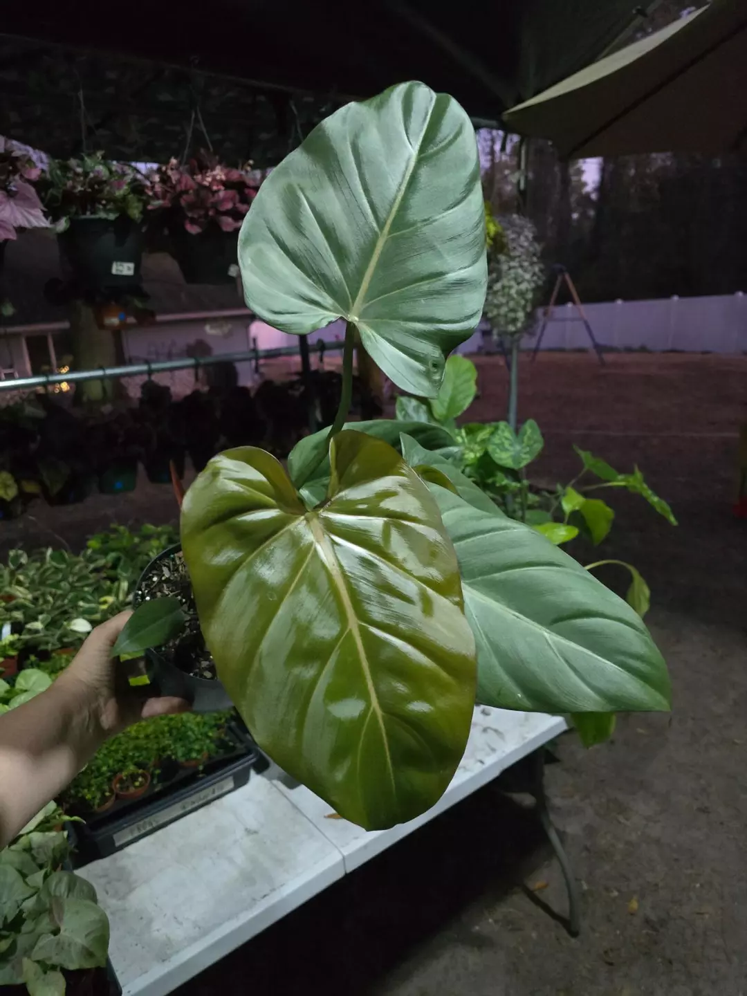 6in Philodendron Summer Glory GC thumbnail