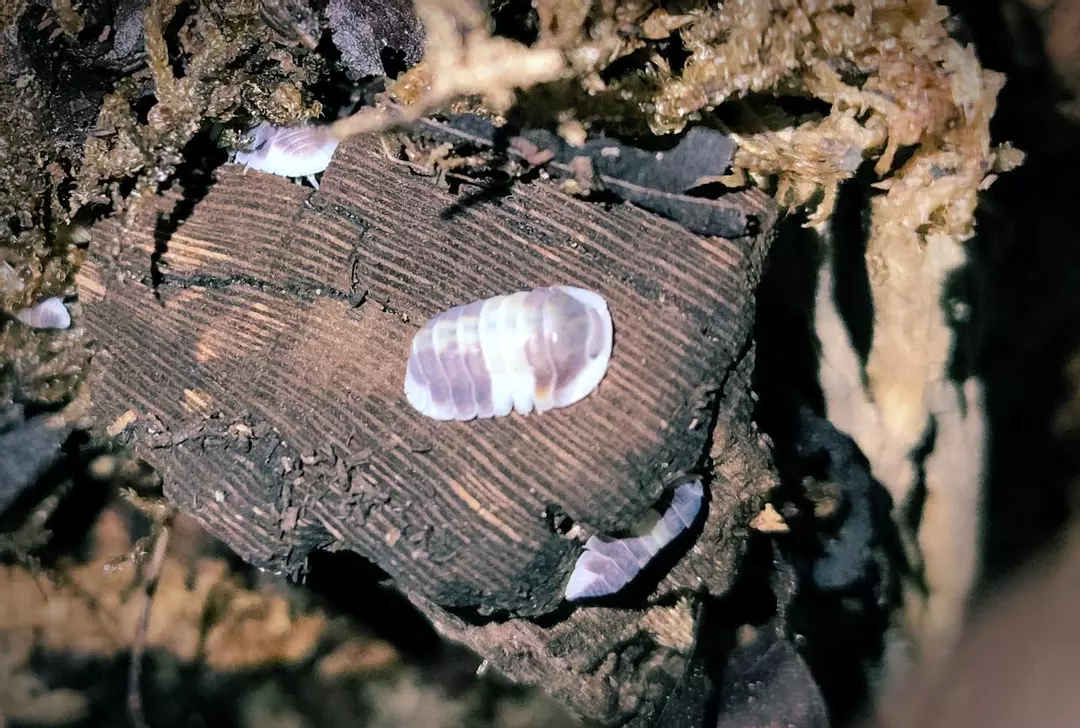 Cubaris sp. "Cappuccino" thumbnail