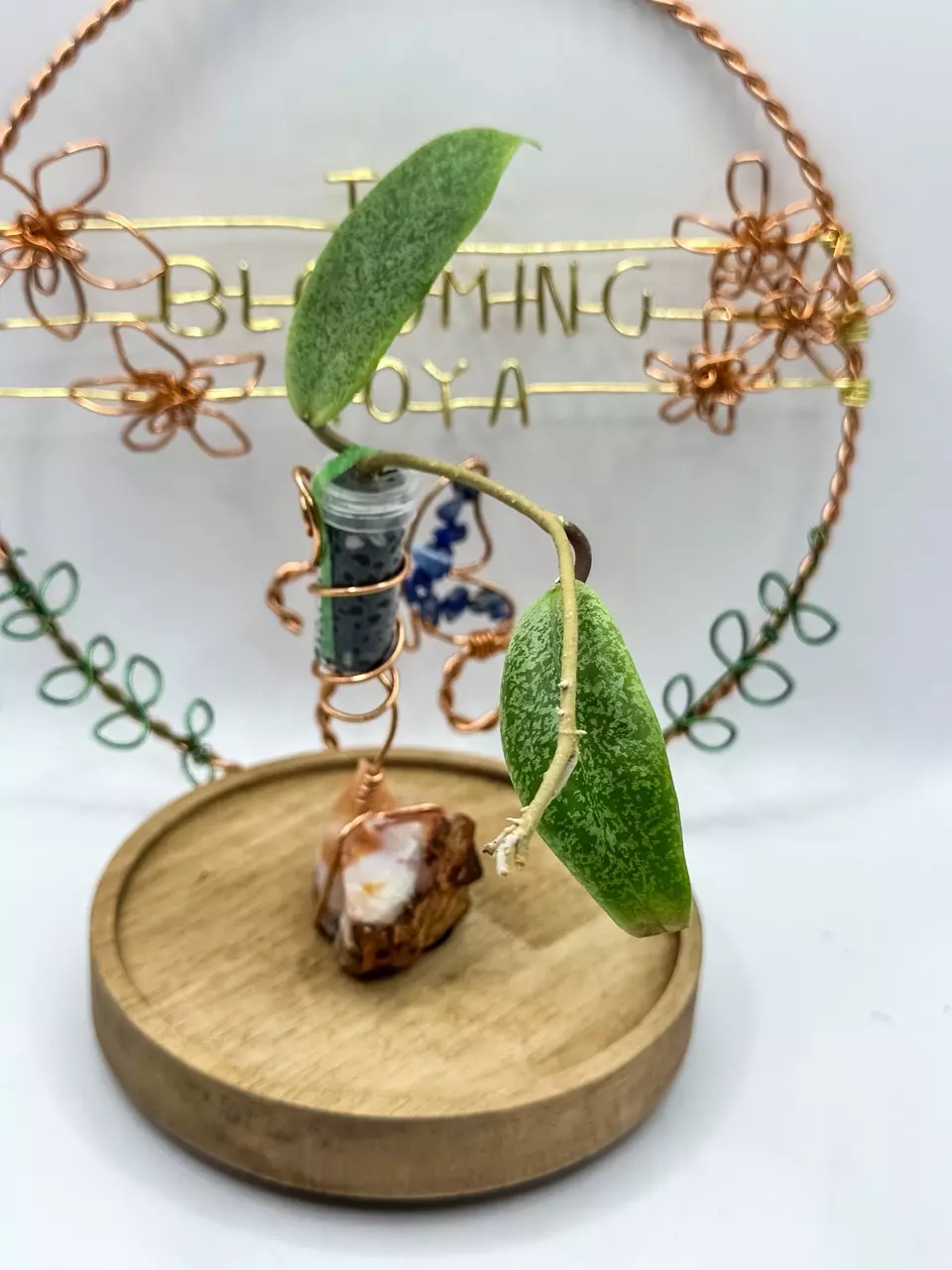 85. Jita Silver (unrooted) thumbnail