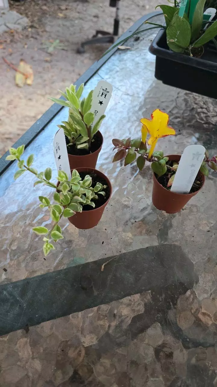 2in Columnea 3-pack assorted pixie thumbnail