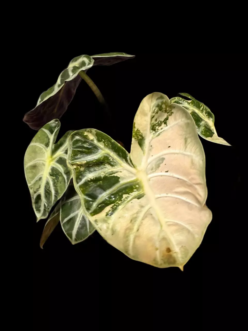 Pink Ballon Heart CORMS (Large) thumbnail