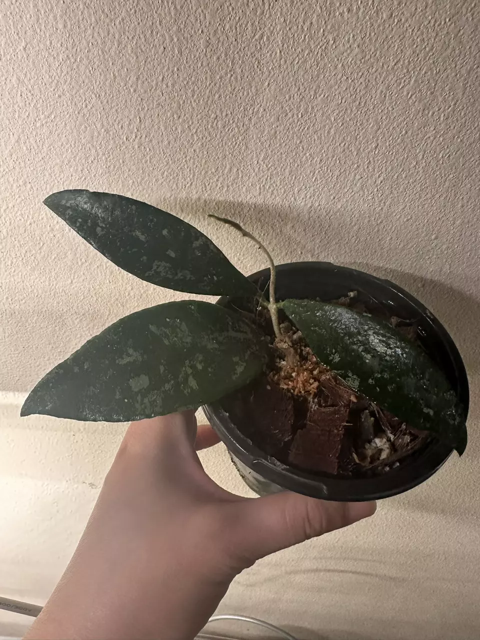 Hoya phuwuaensis splash thumbnail