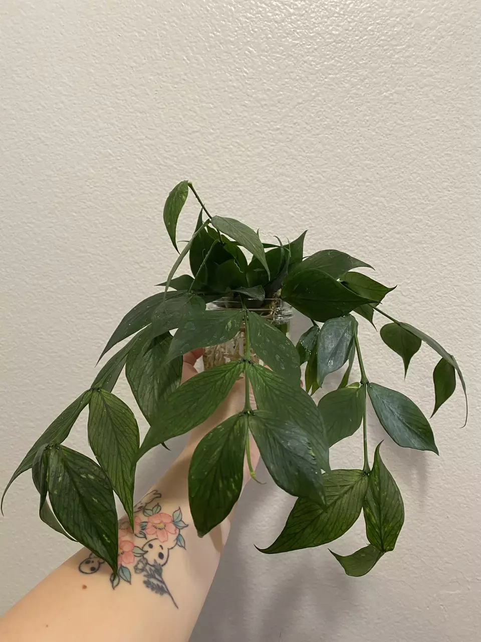 Hoya Polyneura 2 or more nodes (rooted/ambient) - Growers Choice thumbnail