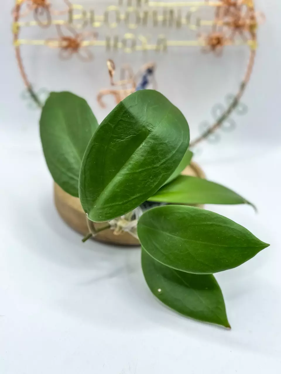 82. Mango Sunset thumbnail