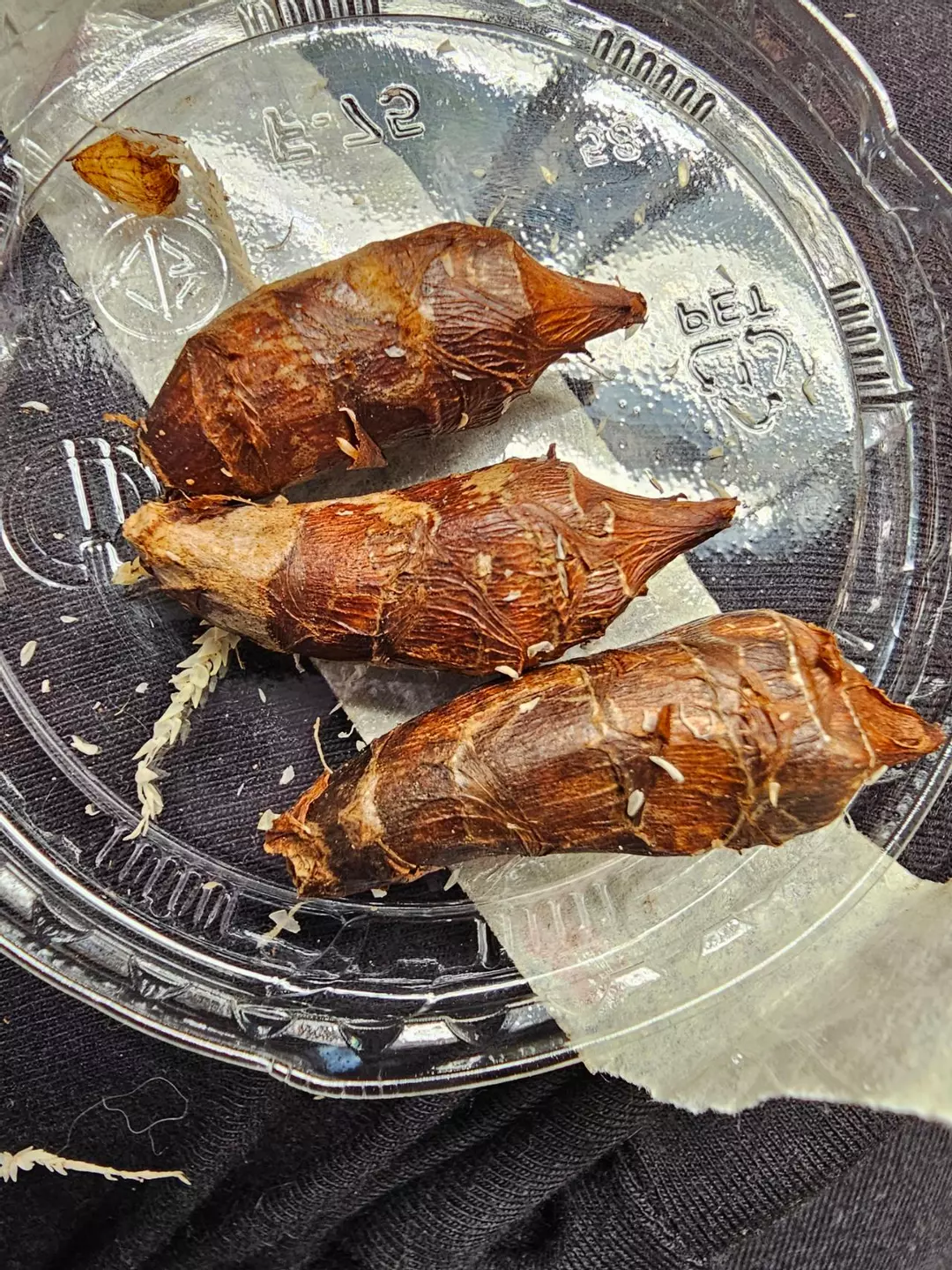 PINK DRAGON AUREA- ALOCASIA CORM thumbnail