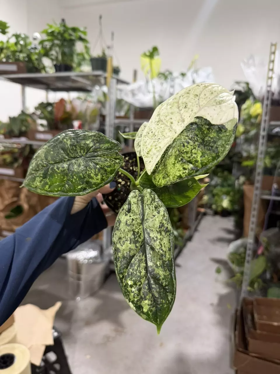 Taylor MOD GIFTS thumbnail