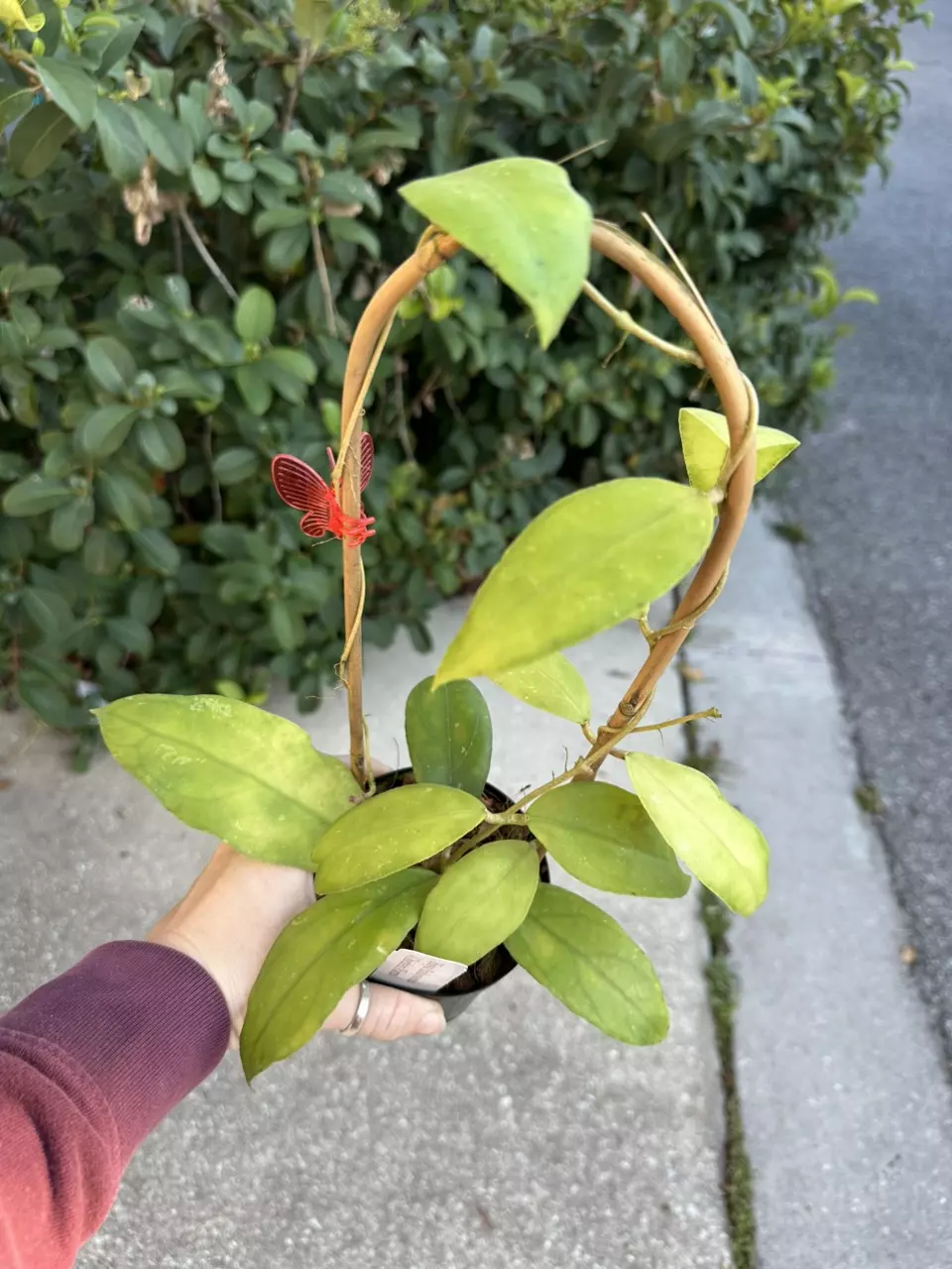Hoya finlaysonii chicken farm - 4” pot exact plant thumbnail