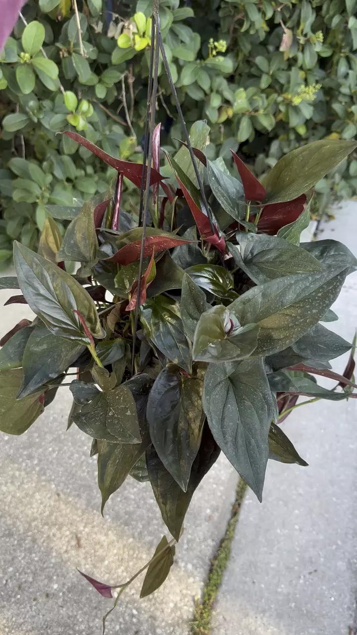 syngonium red arrow - 8” pot thumbnail