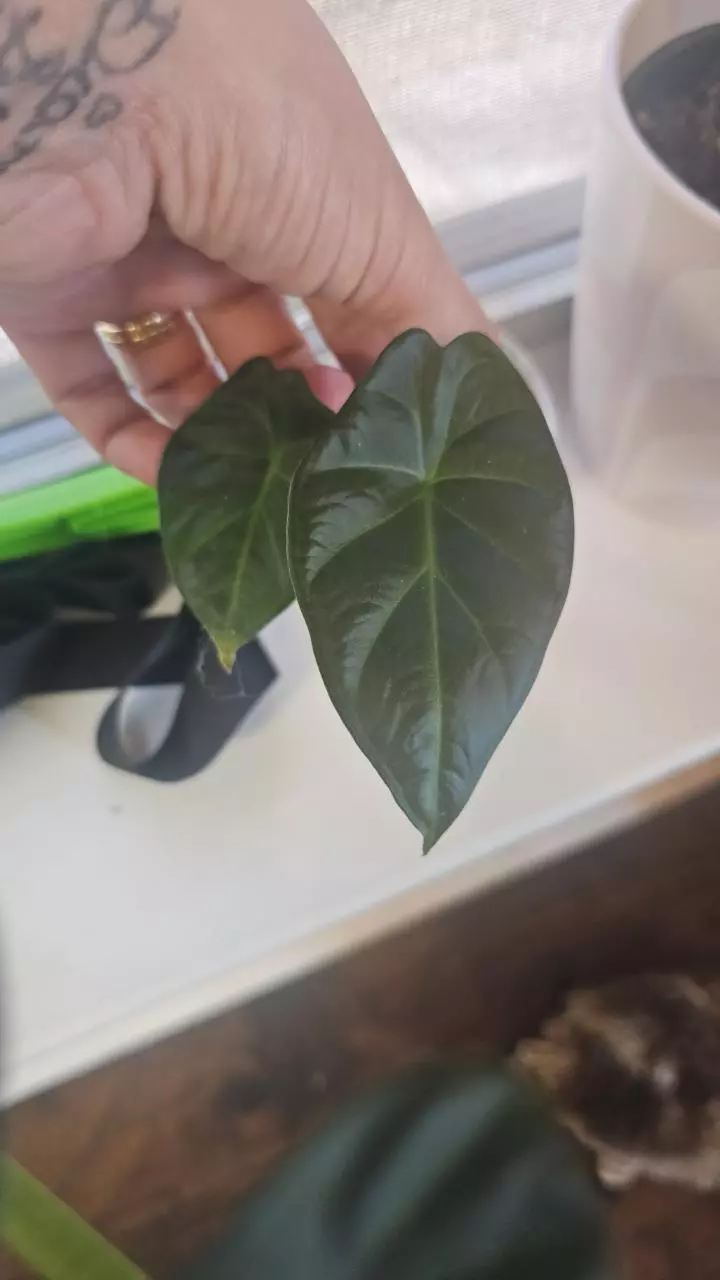 Alocasia Regela Sheild thumbnail