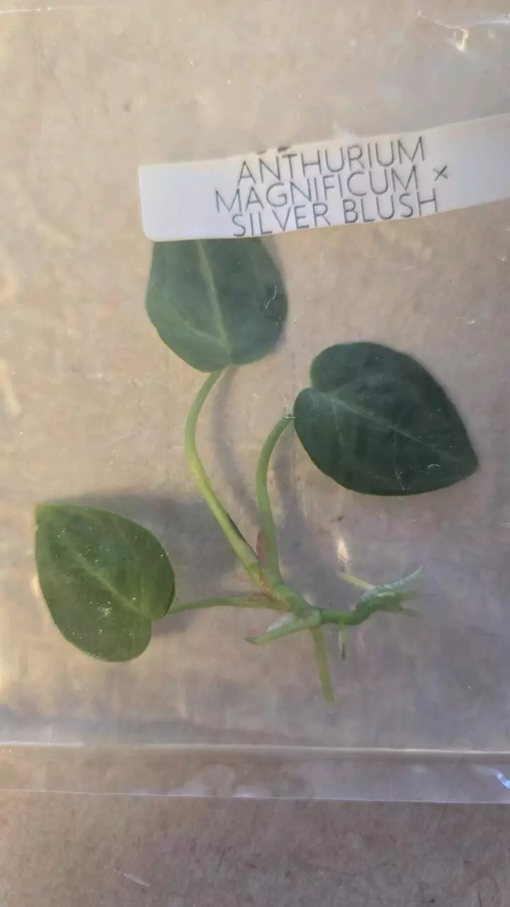 Antherium Magnificum x Silver Blush TC thumbnail