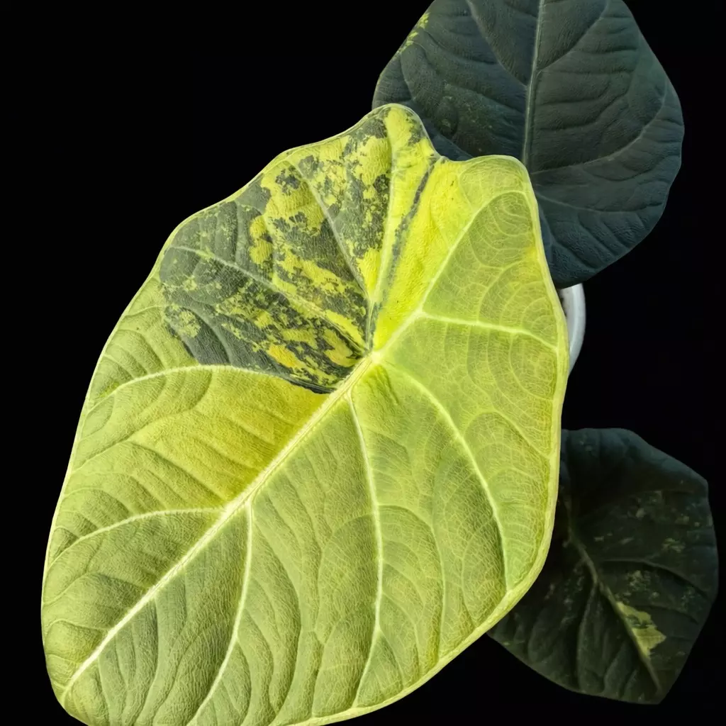 Maharani Lemon Lime Corm A thumbnail