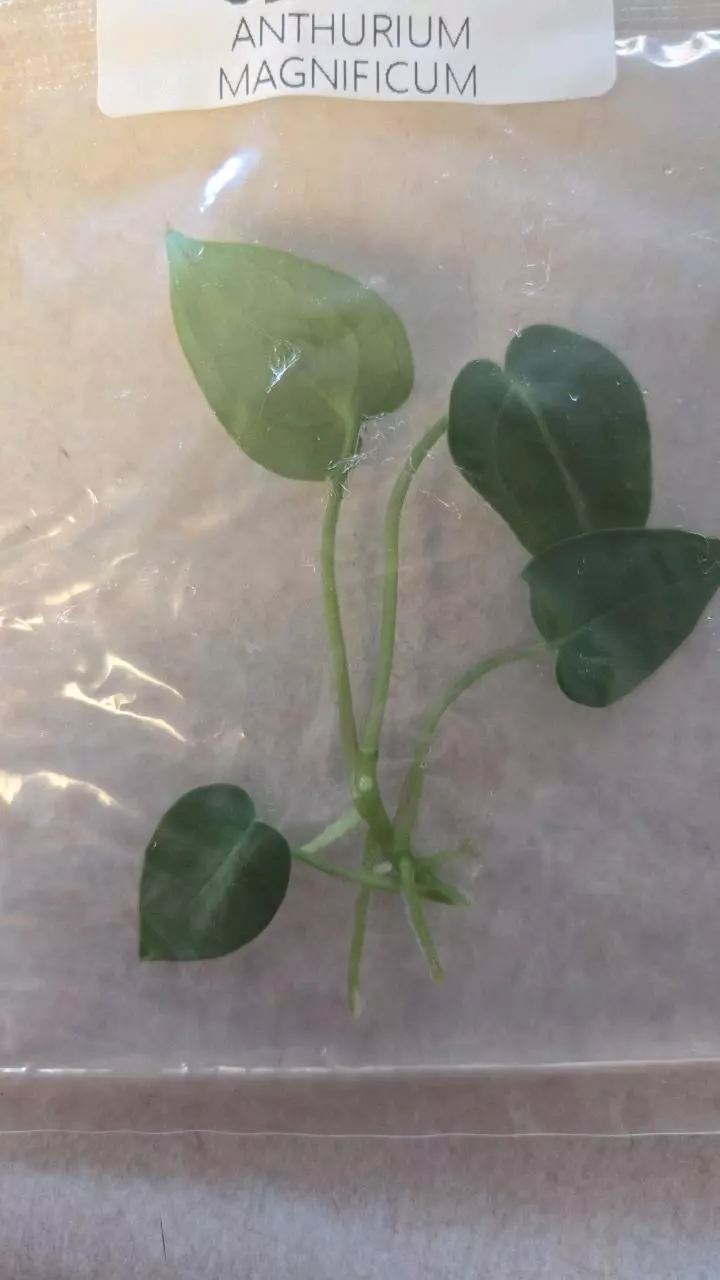 Antherium Magnificum TC thumbnail