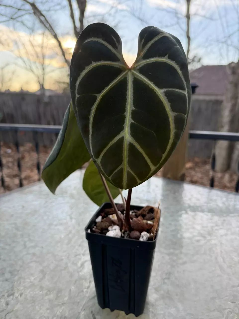 (Pap x Mag) x (Dark Crystal x Mag) thumbnail