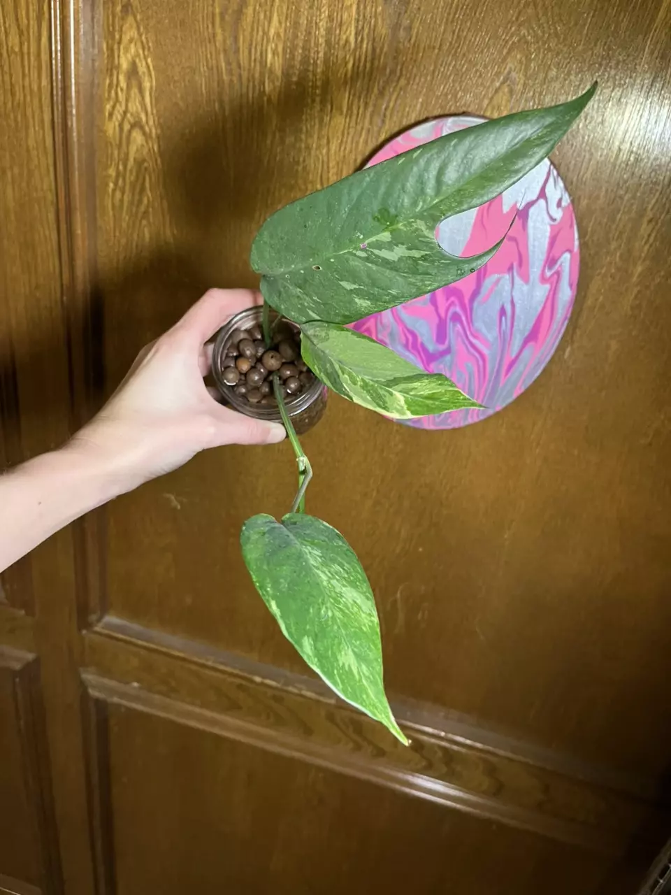 Epi Pinnatum Albo thumbnail