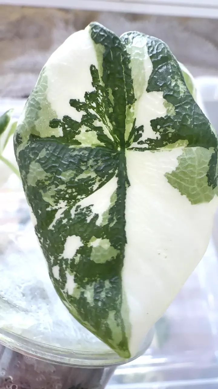 #1721 ⭐️MELO ALBO⭐️ thumbnail