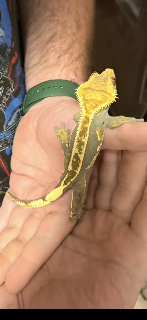Adult male het EB crested gecko thumbnail