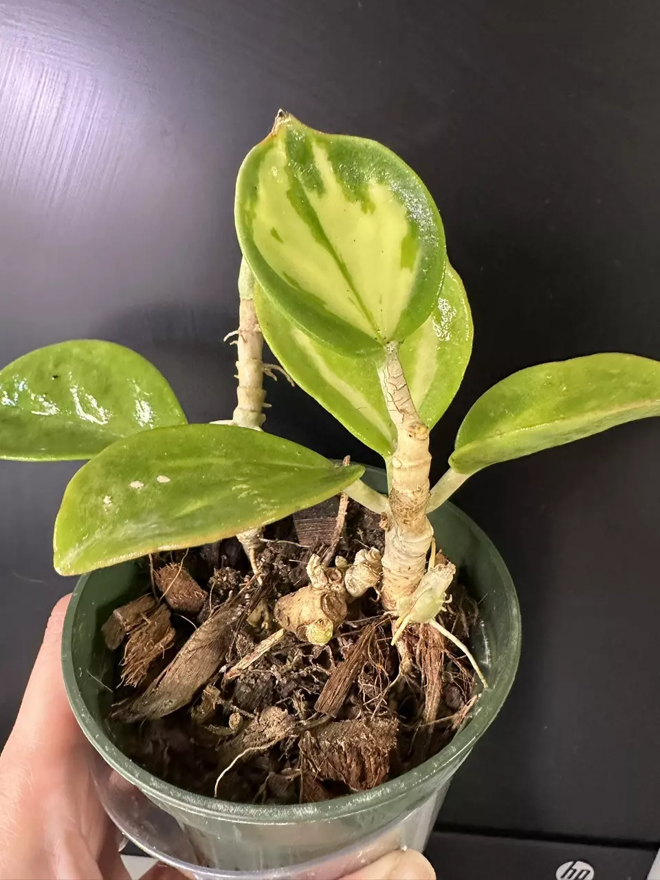 Hoya subquin variegated (fka pachyclada inner variegated) thumbnail