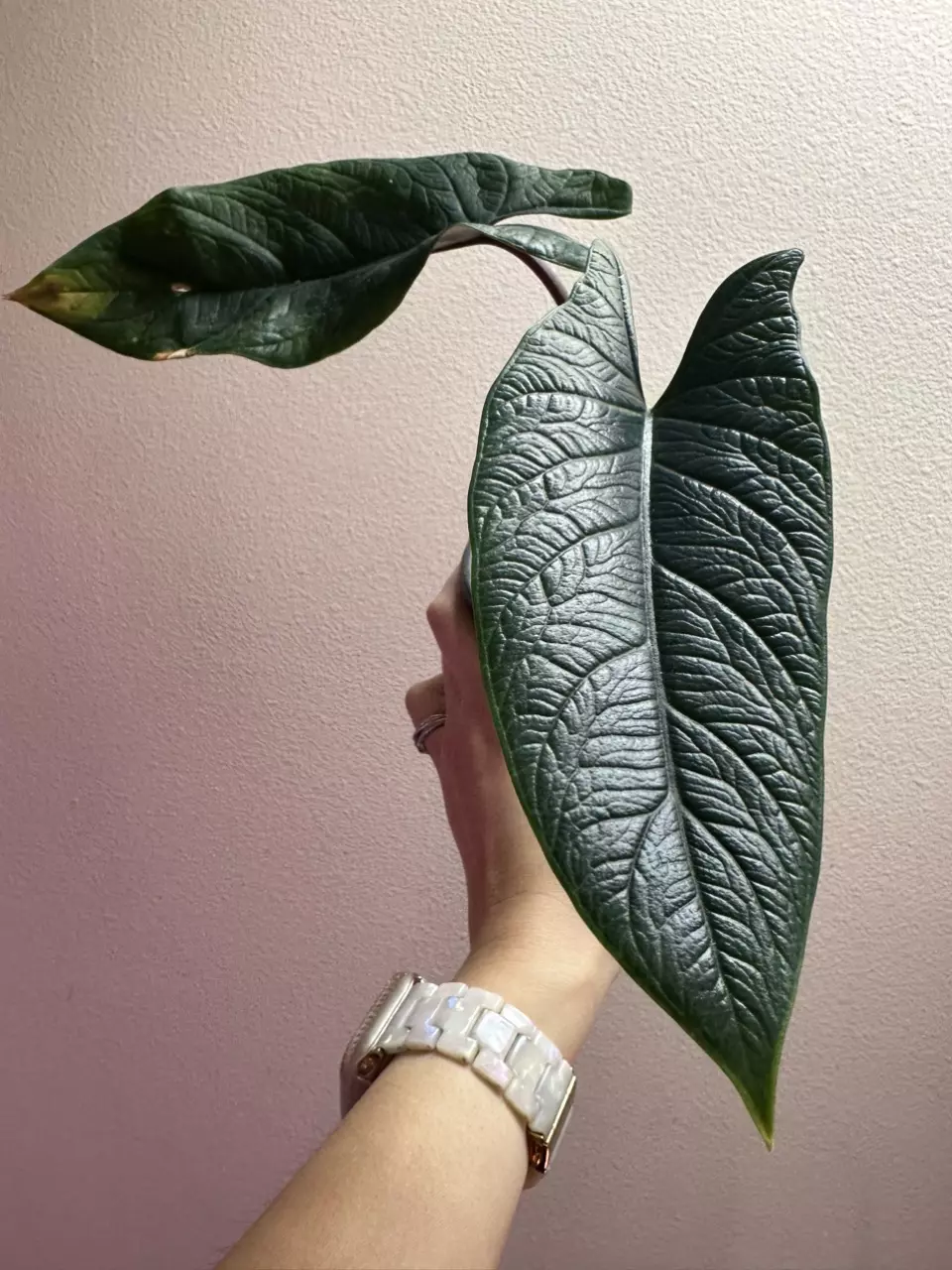 Alocasia Scalprum thumbnail