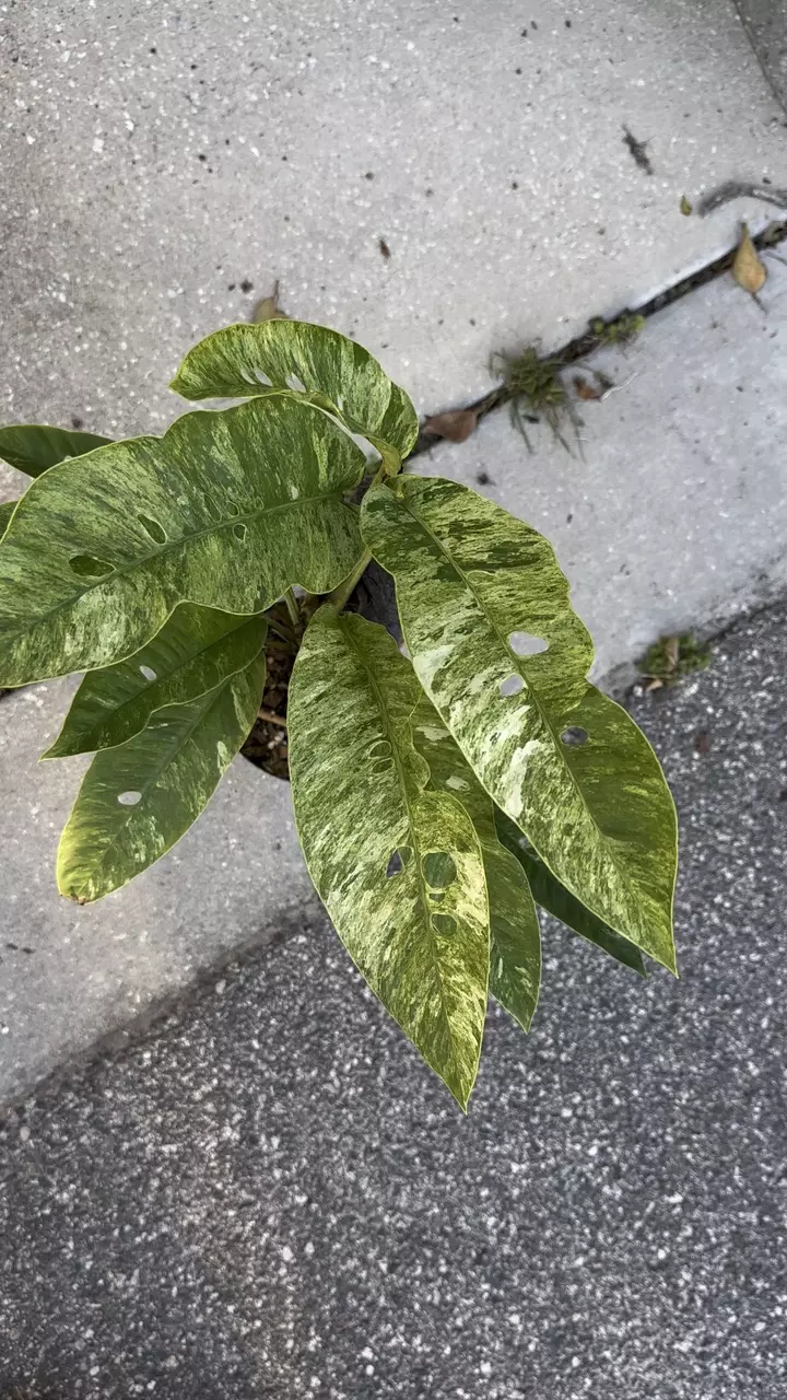 Rhaphidophora foraminifera variegated - 6” pot exact plant thumbnail