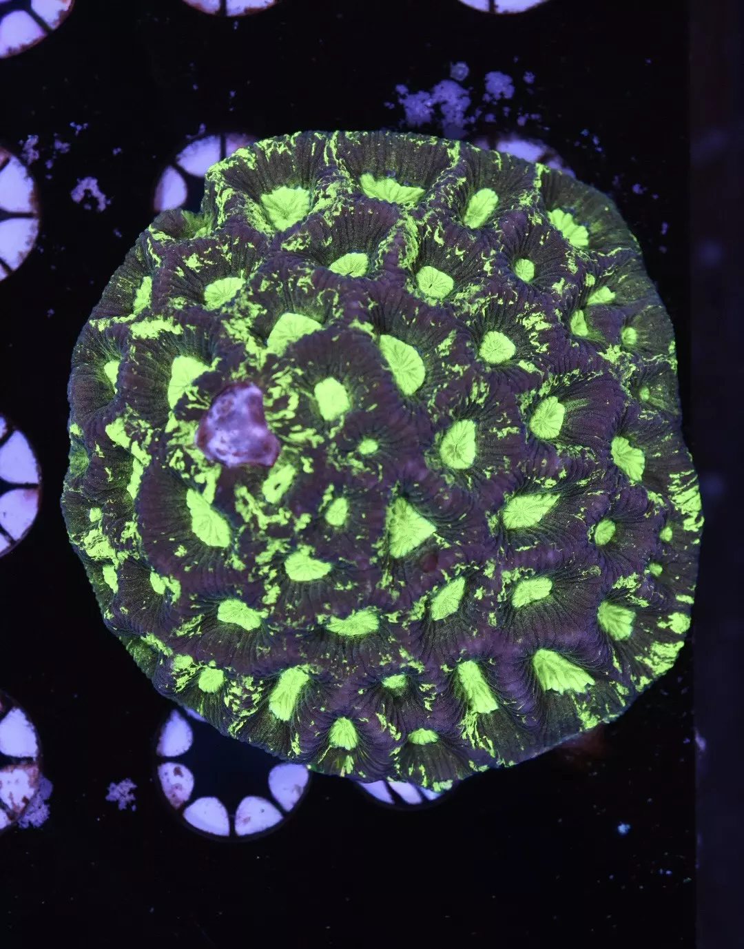 Radioactive Goniastrea Favia Coral Colony 3.5” thumbnail