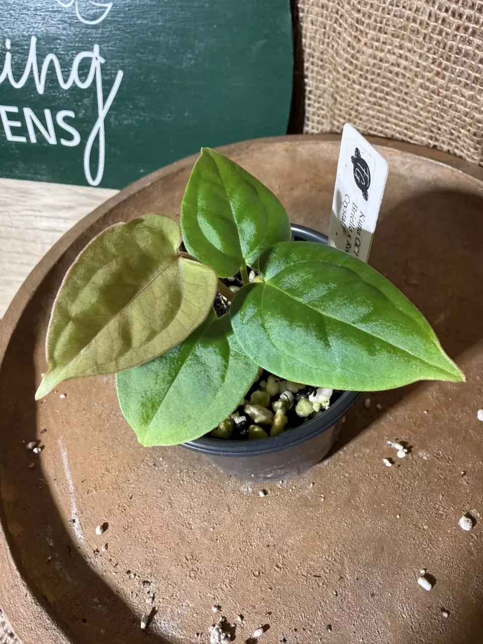 A. Kuna CC1 x (DocBlock Brielle x Red Crystal) *Last 1! thumbnail