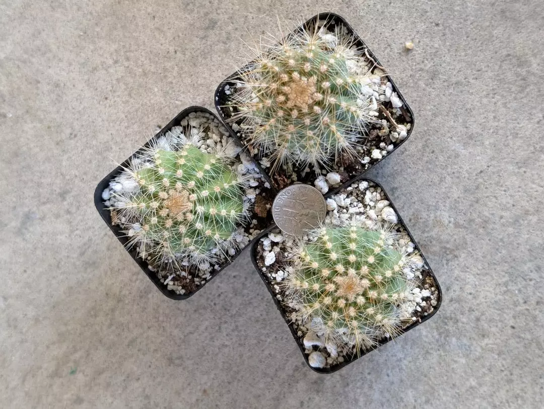 Growers choice Mammillaria Margimama var krameria 2" pot shown thumbnail