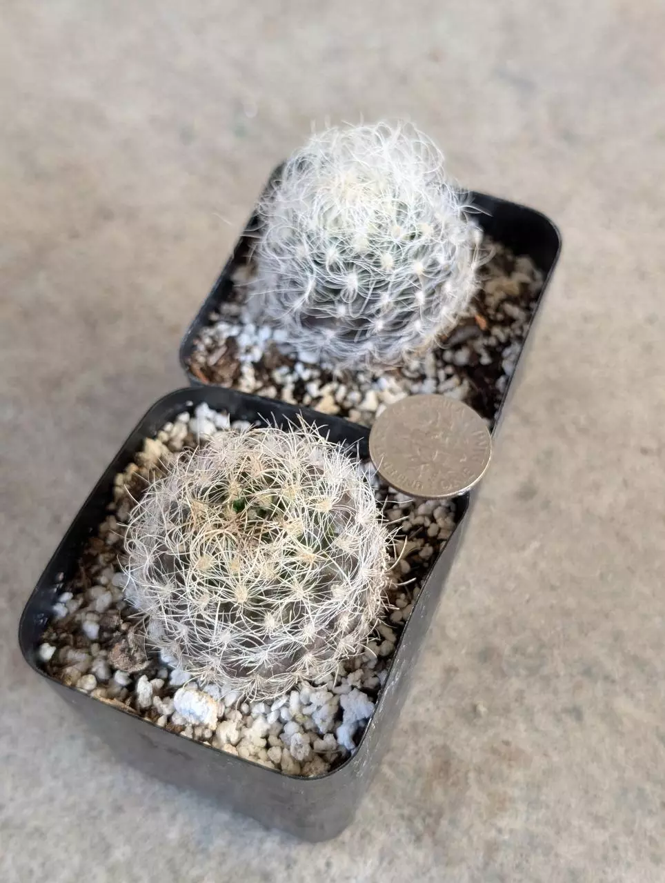 Growers Choice Eryosyce Senilis darker spine form 2" pot shown thumbnail