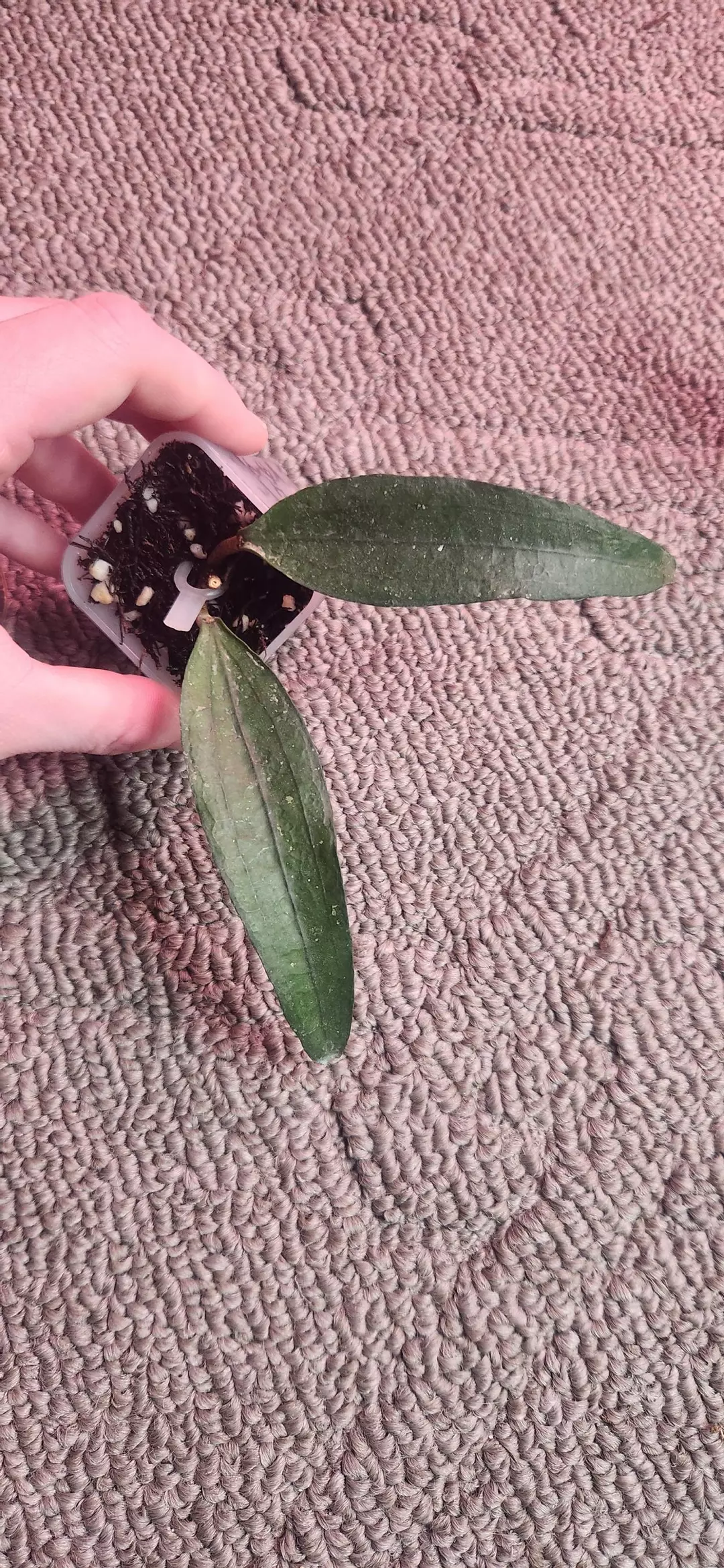 790 Rindu Raffles thumbnail