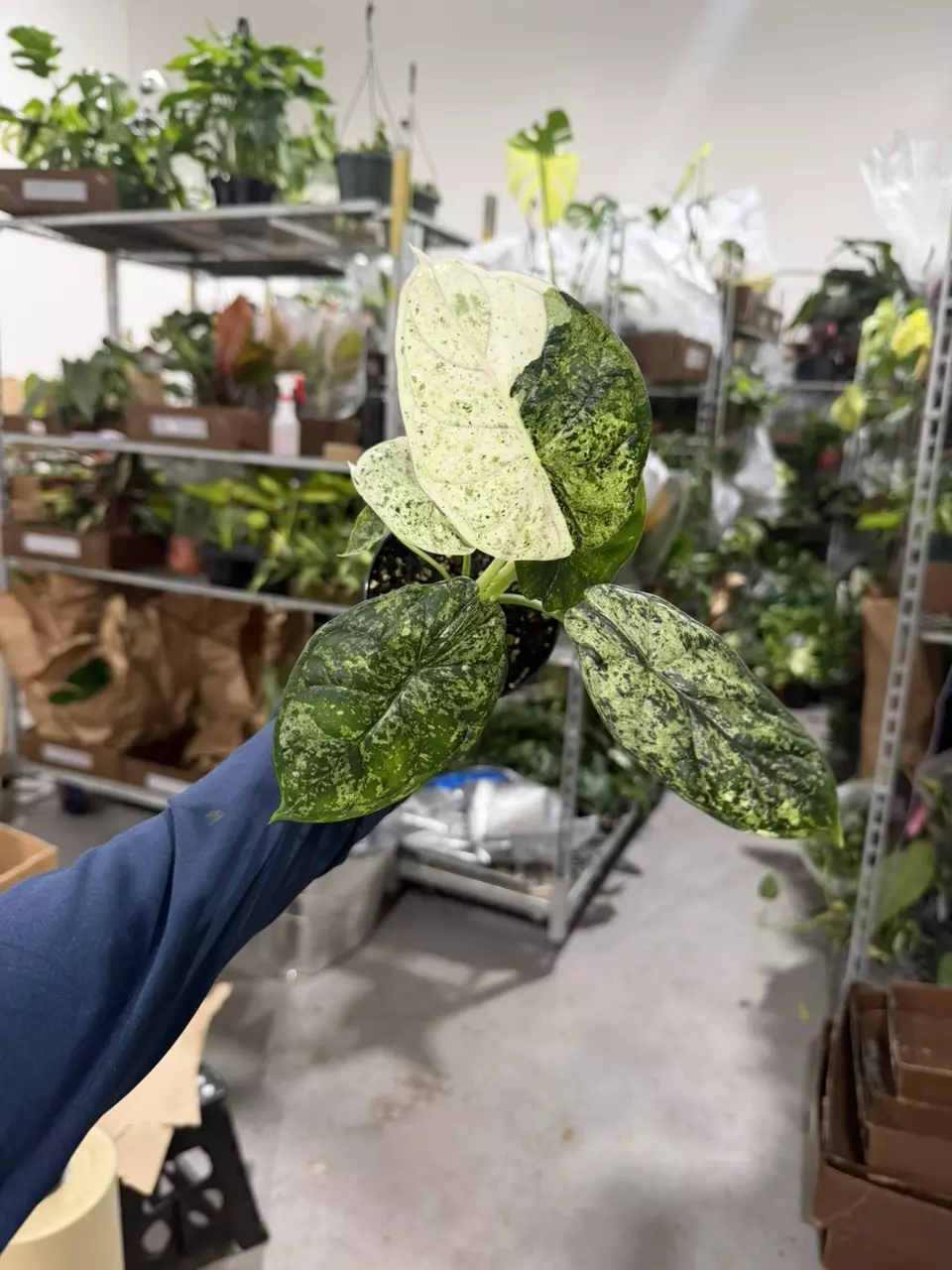 Dragon mint 4” ( sellers choice , high var ) thumbnail