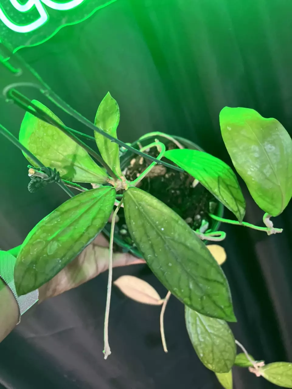 hoya tanggamus basket thumbnail