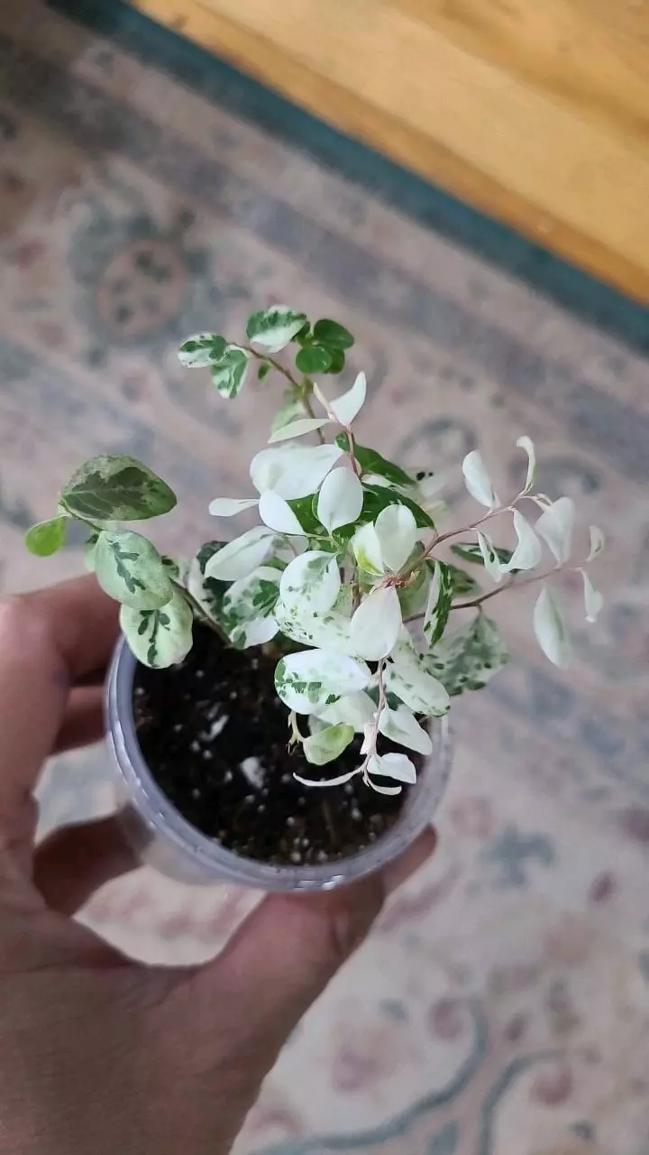 Breynia Nivosa Mini Snow Bush 2" 2-101 thumbnail
