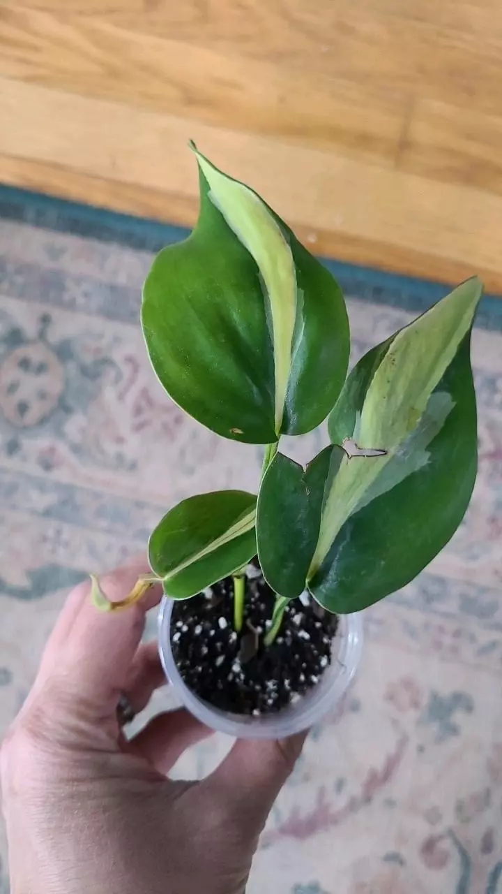 Philodendron Silver Stripe 2" 2-081 thumbnail