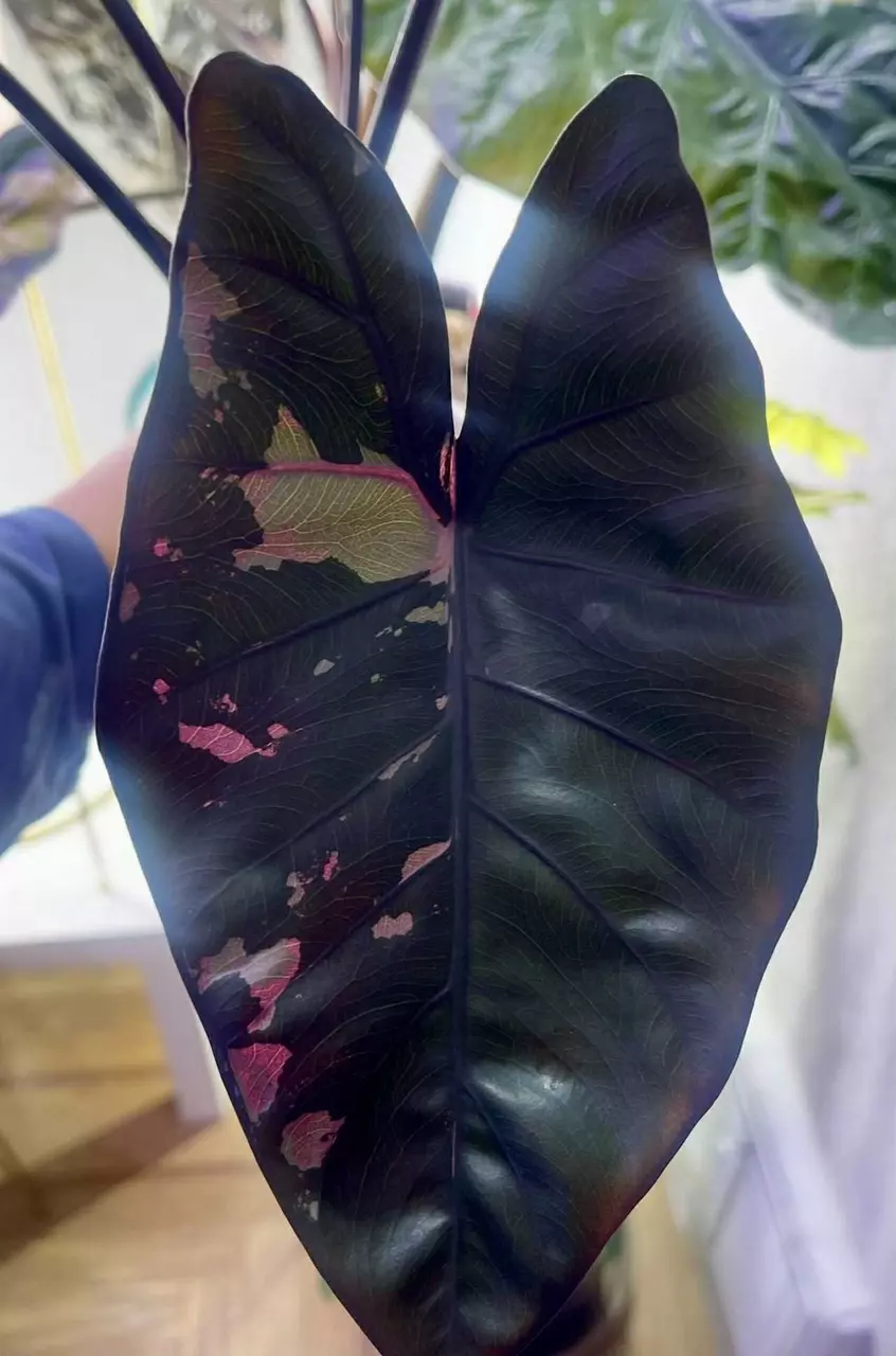 Pink Yuctan Euro Pup/Sprout thumbnail