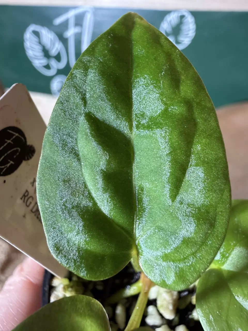 A. (RG Dressleri F2 x Pap) x (RL Fort Sherman x RG Dressleri F2) thumbnail