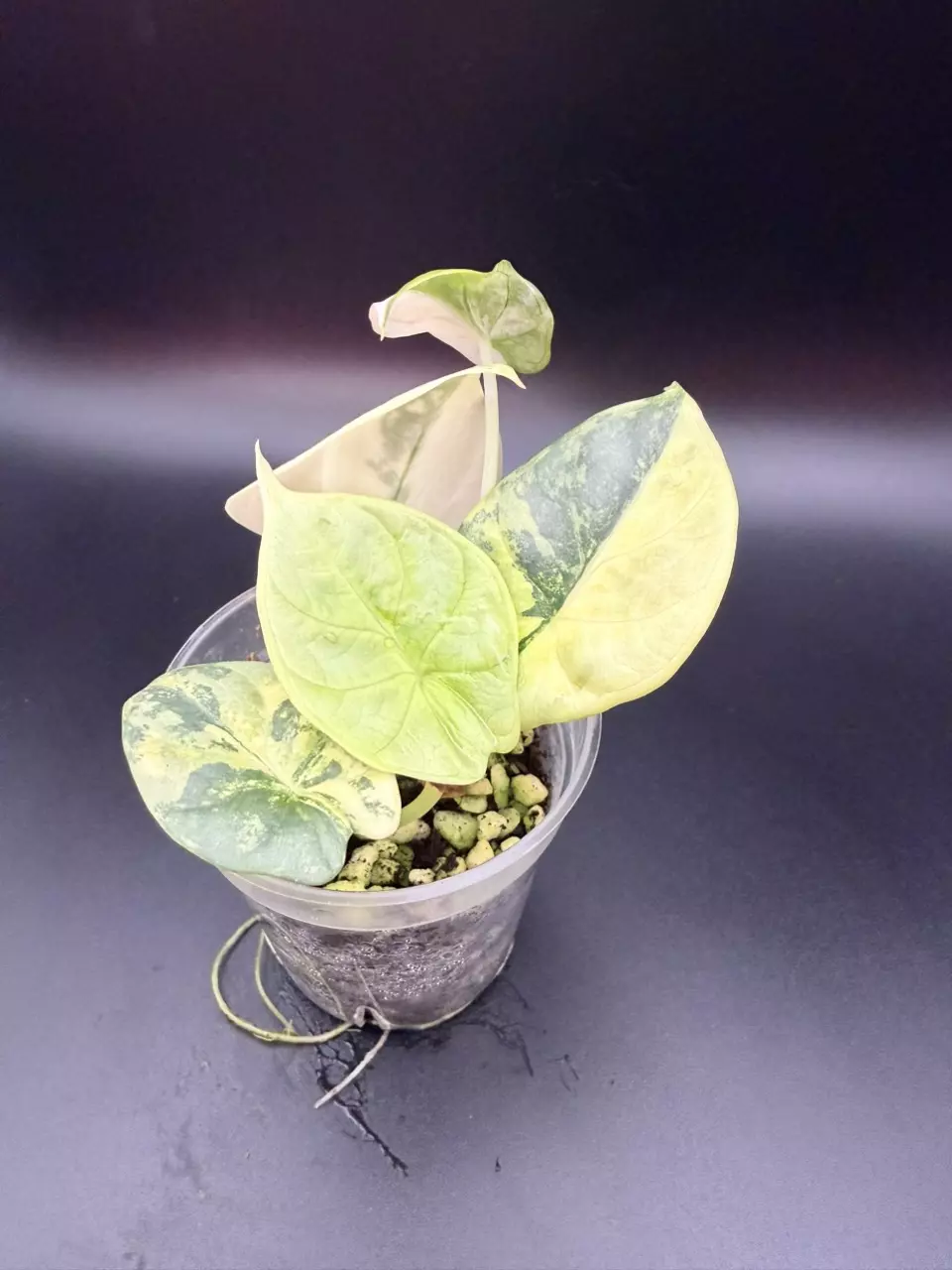 Alocasia Silver Dragon Var #130 thumbnail