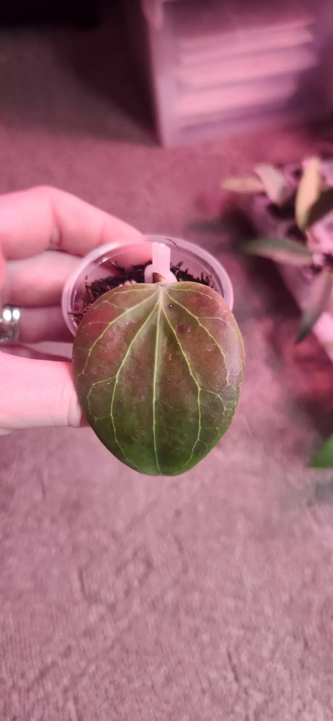 797 PNG 432 thumbnail