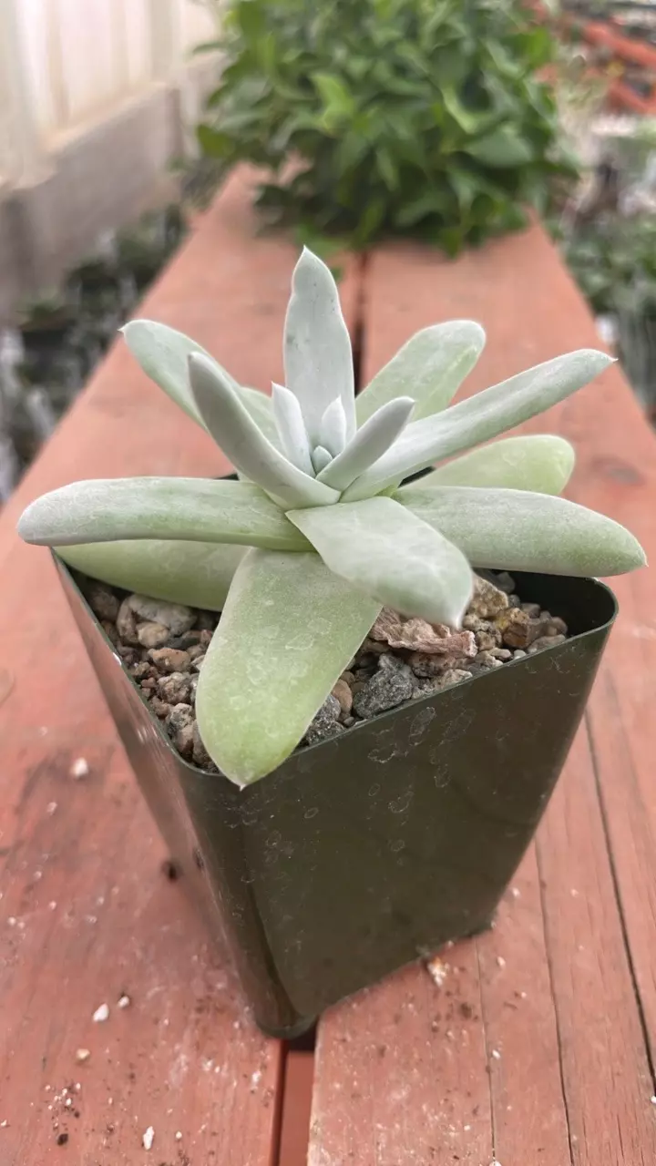 Z78 Dudleya pachyphytum thumbnail