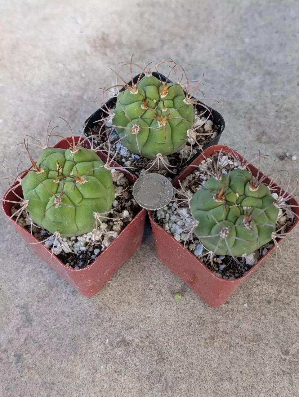 Growers Choice Gymnocalycium Plfanzii cv Lagunillasense 2" pot shown thumbnail