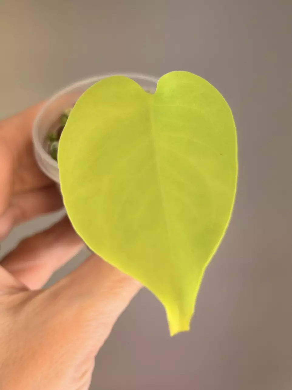 578 Monstera Lemon Lime thumbnail