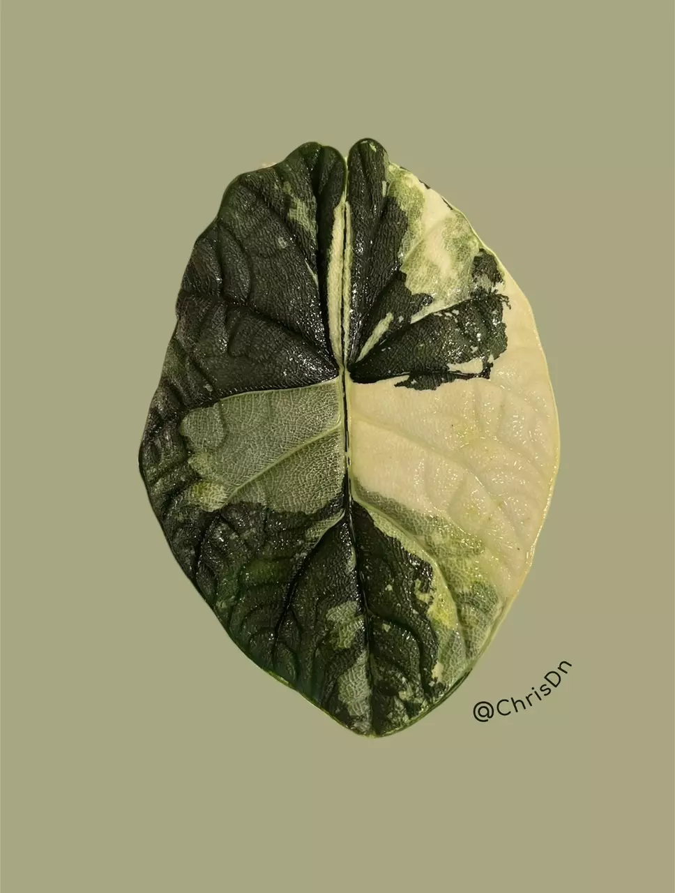 Corm E - Albo Variegated Alocasia Melo thumbnail