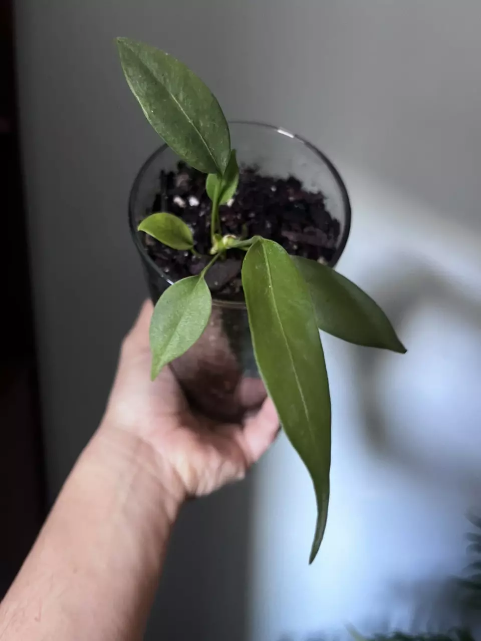 Anthurium wendlingeri thumbnail