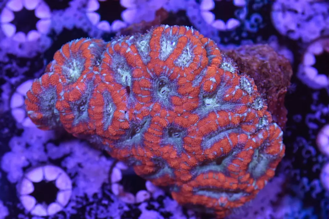 Rainbow Asian Acan Coral Colony 4.5” thumbnail