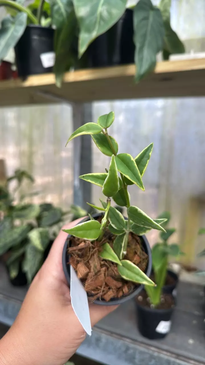 695 Hoya Bella Outer Variegated thumbnail