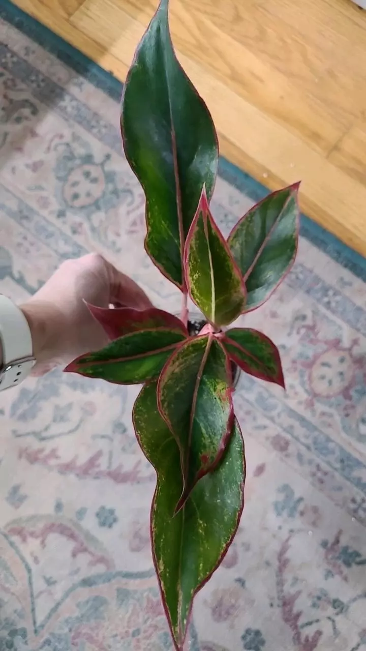 Aglaonema Siam Queen 3.25" 2-077 thumbnail