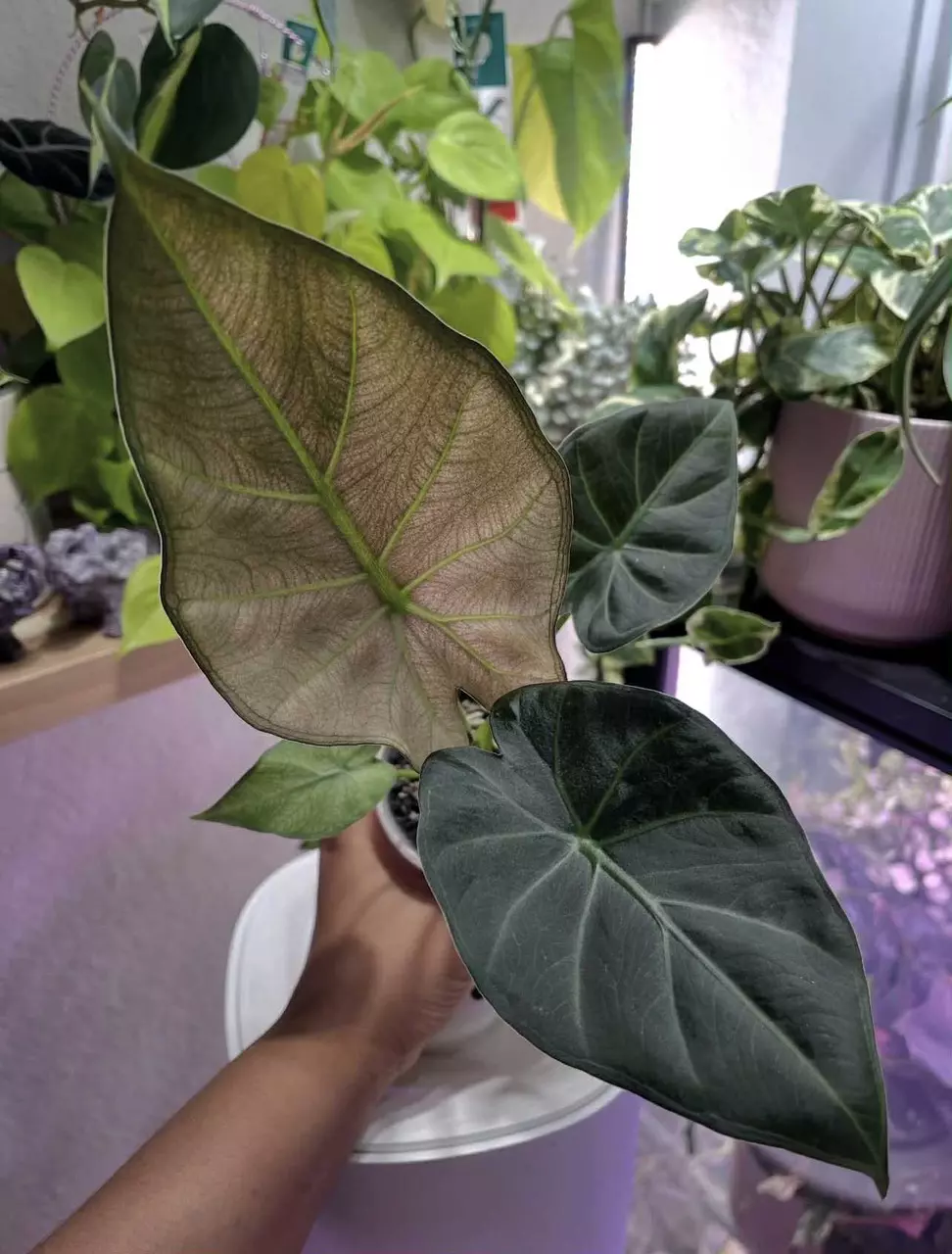 Regal Shield Mint sprouts thumbnail