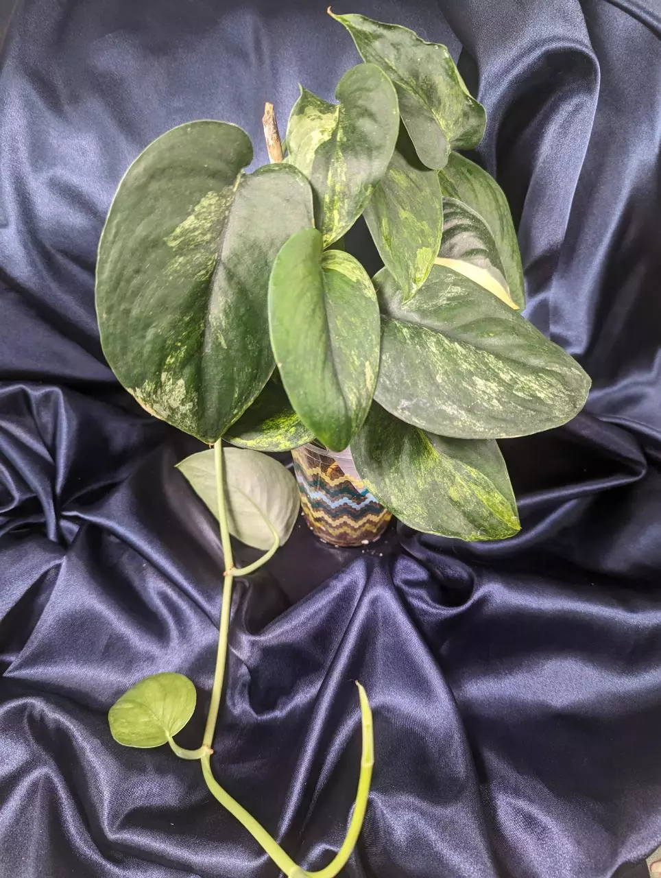 Scindapsus Jade Satin Variegated thumbnail