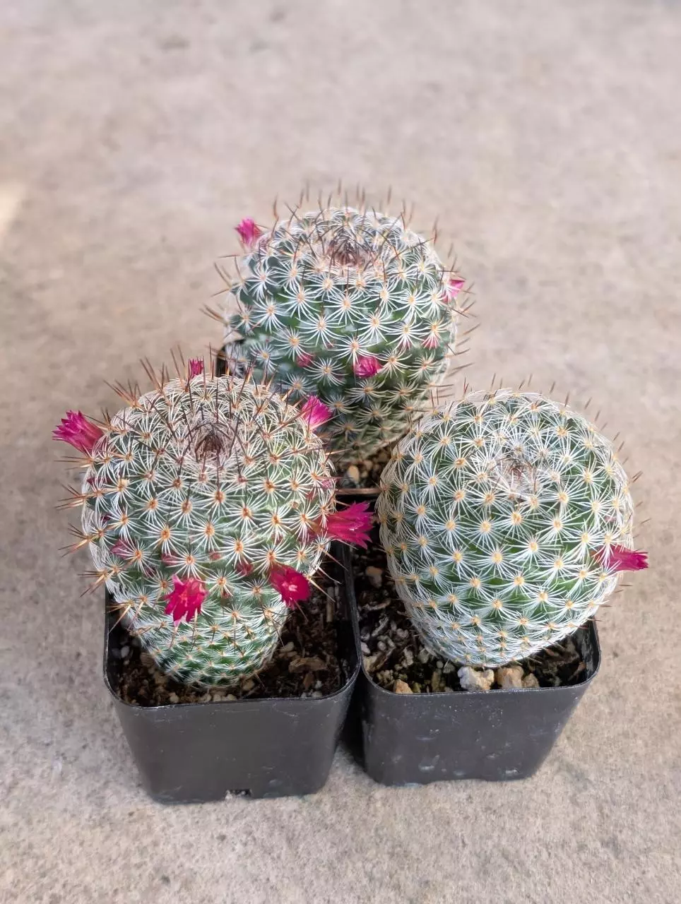Growers Choice Mammillaria Hybrid 2" pot shown thumbnail